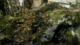痴人之爱 日本三级